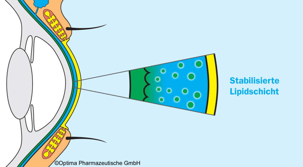 Stabilisiert Lipidschicht